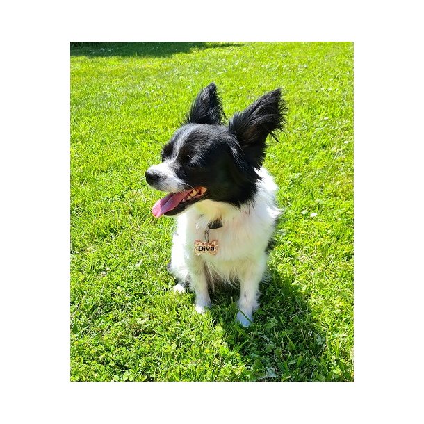 Diva hundetegn LILLE - med glimmer og farve 